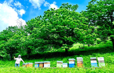 Beekeeping activities at the campsite